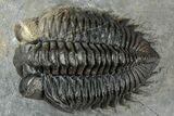 Multi-Toned Coltraneia Trilobite Fossil - Huge Faceted Eyes #312361-1